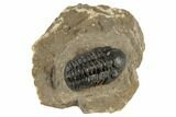 Detailed Reedops Trilobite - Atchana, Morocco #190281-2